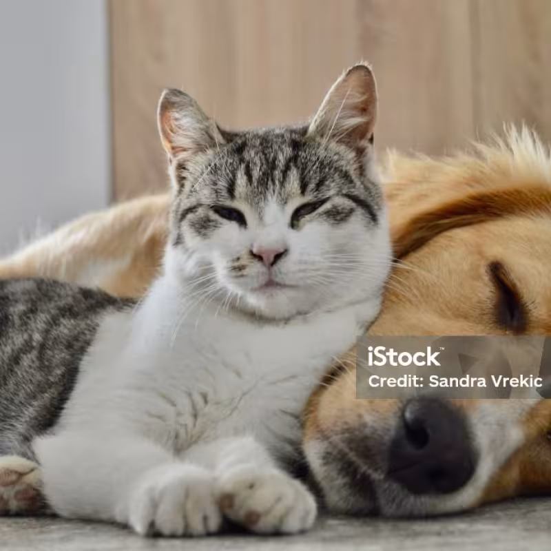 Cat with a dog, acting as a placeholder